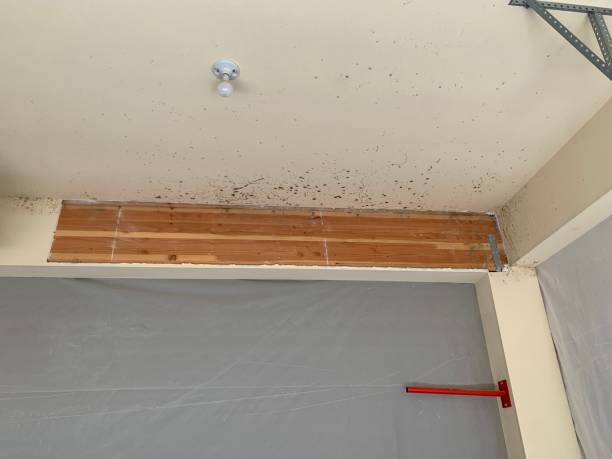 Mold Removal for HVAC Installations in Louisville, IL